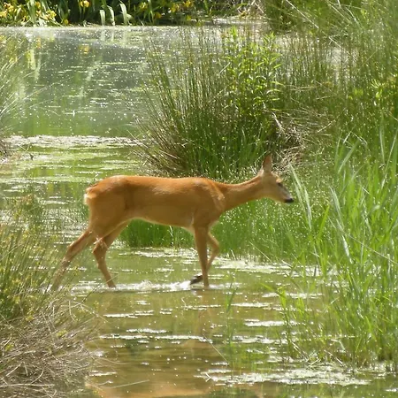 Хостел La Foresteria Dell'oasi *