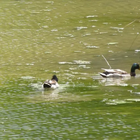 Хостел La Foresteria Dell'oasi Morozzo
