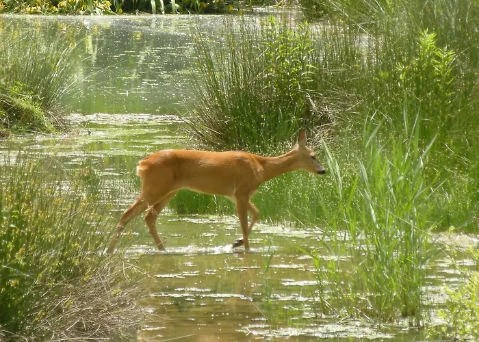 Vandrerhjem La Foresteria Dell'oasi *